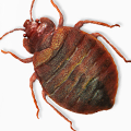 Dubai Bedbug Pest Control