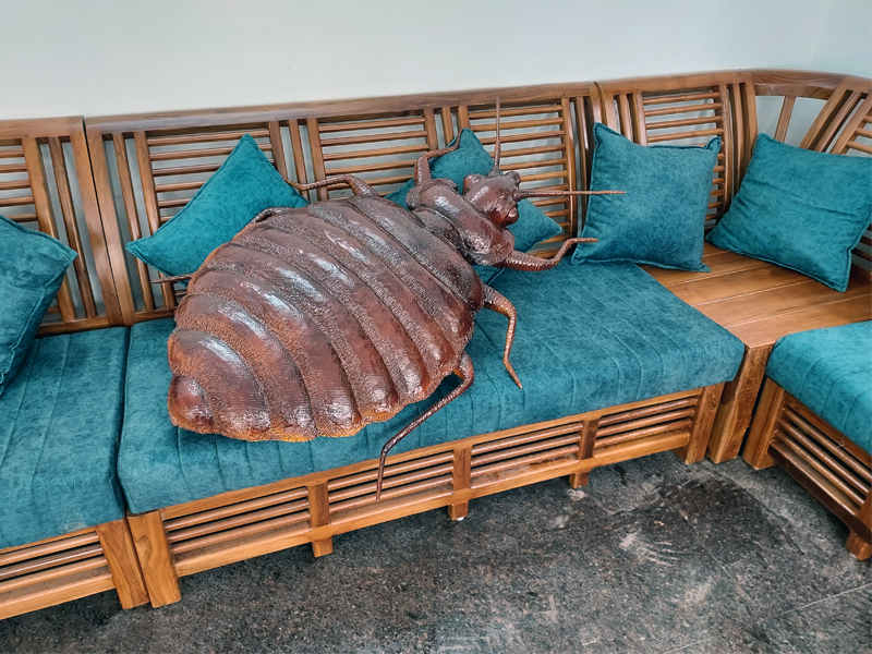 Dubai Bed Bug Control